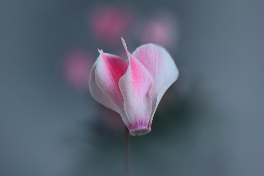 cyclamen