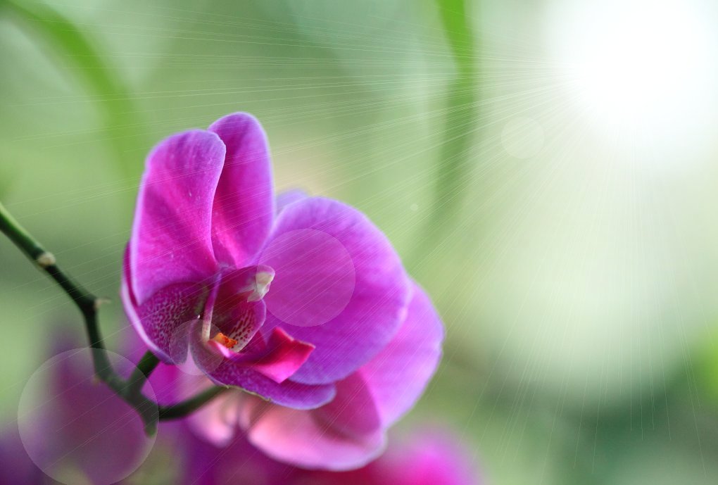 orchid